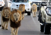 4 Massive Lions Create Coolest Traffic Jam Ever, in Kruger National Park, South Africa