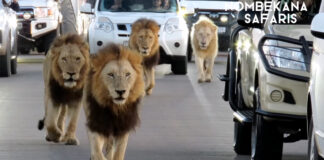 4 Massive Lions Create Coolest Traffic Jam Ever, in Kruger National Park, South Africa