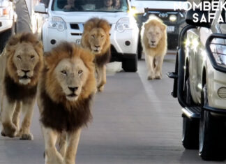 4 Massive Lions Create Coolest Traffic Jam Ever, in Kruger National Park, South Africa