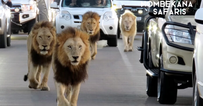 lions-traffic-jam-kruger-national-park 4 Massive Lions Create Coolest Traffic Jam Ever, in Kruger National Park, South Africa