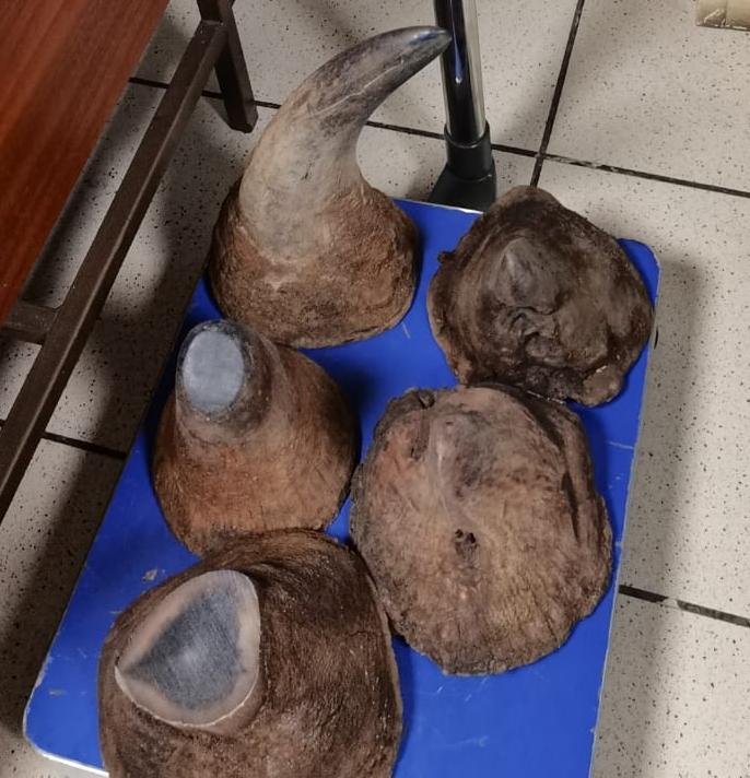 rhino horns seized at or tambo