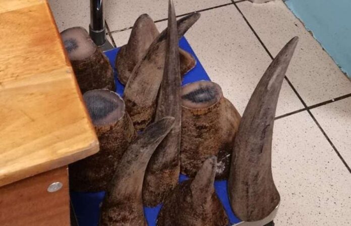 rhino horns Rhino poaching south africa