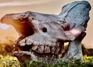rhinos poached in Hluhluwe-uMfolozi Park