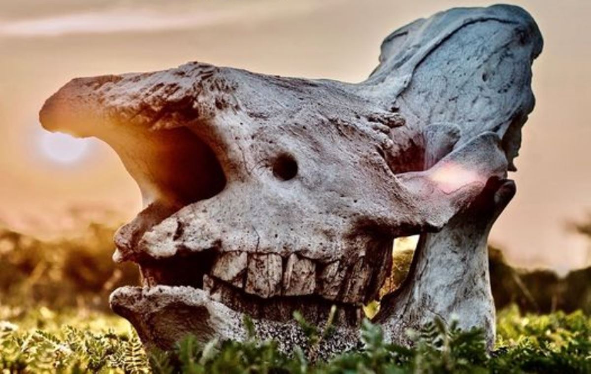 rhinos poached in Hluhluwe-uMfolozi Park