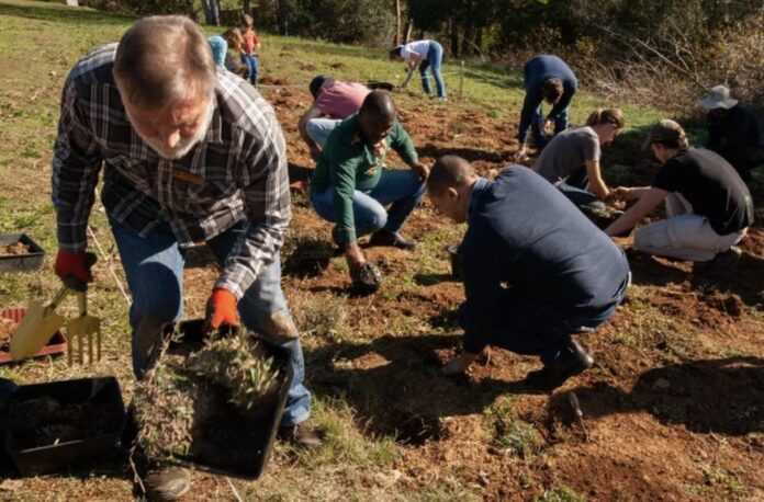 Volunteers came together in Bellville to replant critically endangered Renosterveld plants which they rescued from the side of a busy road which is to be expanded soon. Photo: Liezl Human Volunteers came together in Bellville to replant critically endangered Renosterveld plants which they rescued from the side of a busy road which is to be expanded soon. Photo: Liezl Human