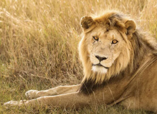 Over the past 25 years, lion numbers have decreased by 43% throughout Africa, as their range has declined by more than 90%. Shutterstock