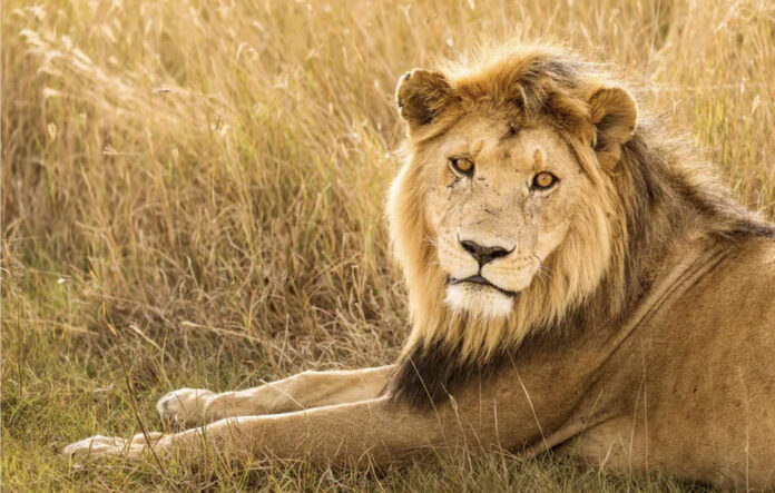 lion Kruger Park lion Kruger Park