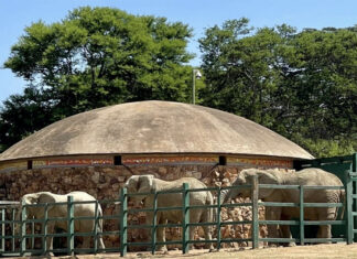 Lammie, Mopane and Ramadiba, the named Elephants living at the Johannesburg Zoo, South Africa Image Credit: ©The EMS Foundation, November 2021. All Rights Reserved.