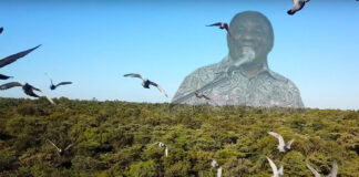 Investigate Ramaphosa's Pigeon-Racing Operation, Urges PETA