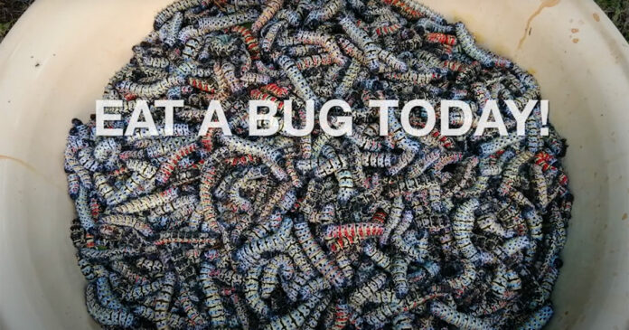 mopani-worms-eat WATCH SA Mom Creates a Thriving Mopane Worm Business