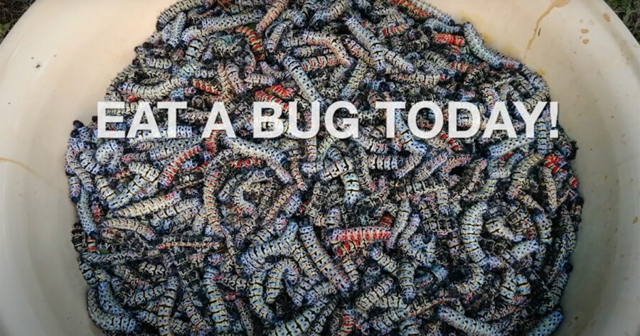 WATCH SA Mom Creates a Thriving Mopane Worm Business