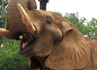 Pretoria Zoo’s Famous Elephant Charlie to be Retired