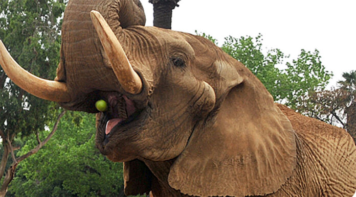 Pretoria Zoo’s Famous Elephant Charlie to be Retired Pretoria Zoo’s Famous Elephant Charlie to be Retired
