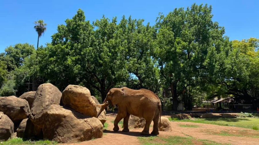 Pretoria Zoo’s Famous Elephant Charlie to be Retired
