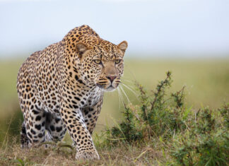 Leopard ‘Destroyed’ After Attacking SANParks Employee in Kruger National Park