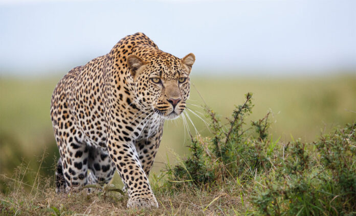 Leopard ‘Destroyed’ After Attacking SANParks Employee in Kruger National Park