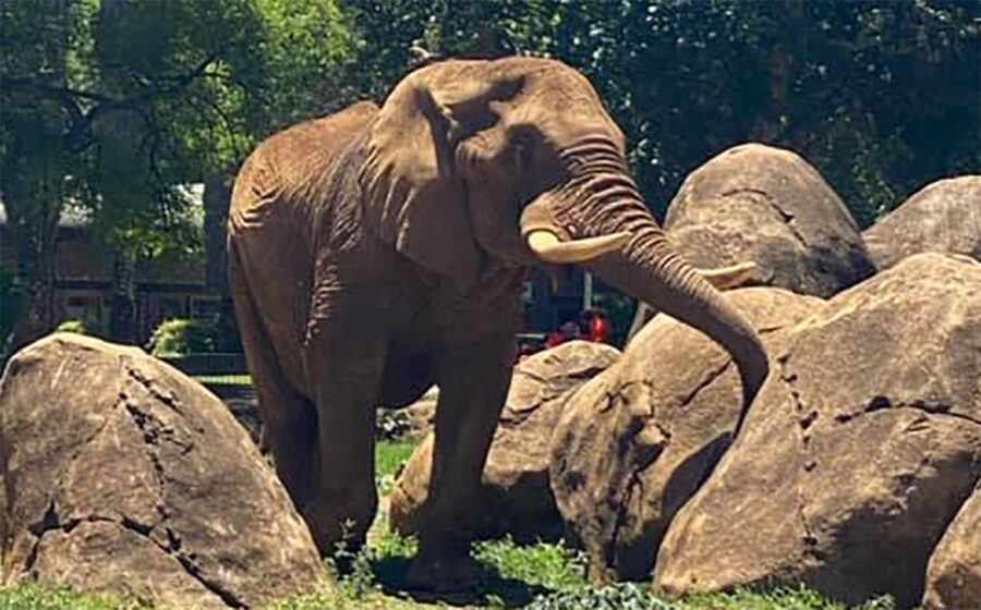 Pretoria Zoo’s Famous Elephant Charlie to be Retired