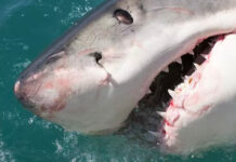Killer-whales-killing-sharks-south-africa
