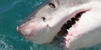 Killer-whales-killing-sharks-south-africa
