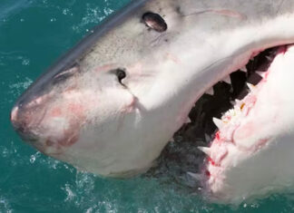 Killer-whales-killing-sharks-south-africa