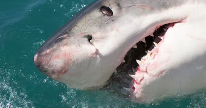 Killer-whales-killing-sharks-south-africa Killer-whales-killing-sharks-south-africa