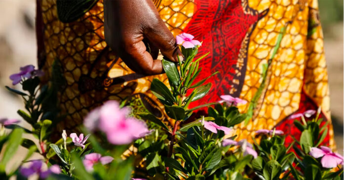 Periwinkle-SA-plants-medicinal The pink periwinkle is used as a tonic and emetic for the treatment of many health conditions. Jekesai Njikizana/AFP via Getty Images