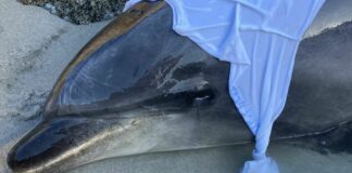 NSRI Assists in Rescue of Beached Dolphins
