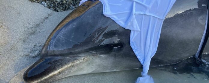 dolphin rescue NSRI Assists in Rescue of Beached Dolphins