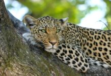 Kruger National Park leopard