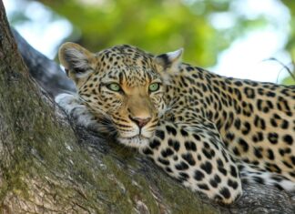 Kruger National Park leopard