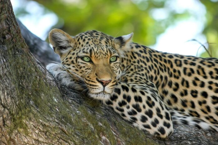 Kruger National Park leopard Kruger National Park leopard
