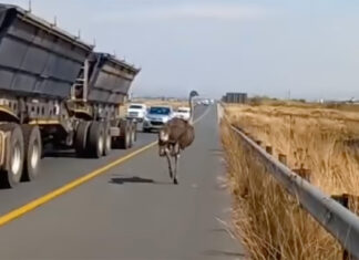 ostrich-highway-south-africa