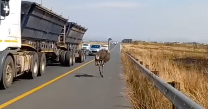 ostrich-highway-south-africa ostrich-highway-south-africa