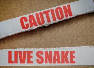 Snake Scares Clinic Staff in Gauteng, South Africa