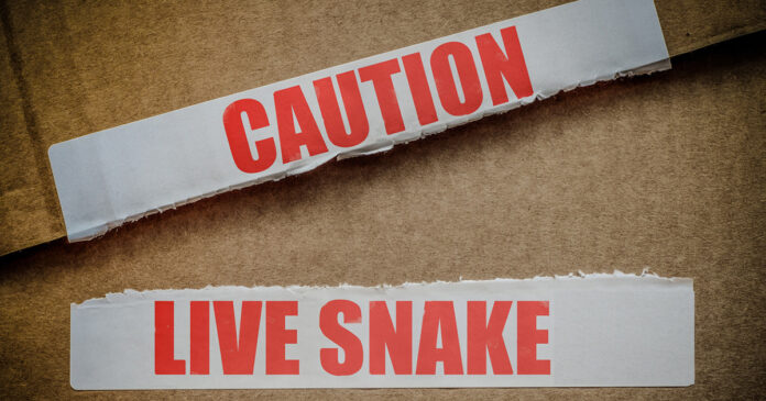 snake-in-box-iStock-513850989 Snake Scares Clinic Staff in Gauteng, South Africa