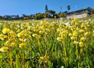 Wildflowers in Lincoln Park, Cape Town. Delaying the mowing season in the city’s parks is a boost for biodiversity, says the author. Photo: Rupert Koopman