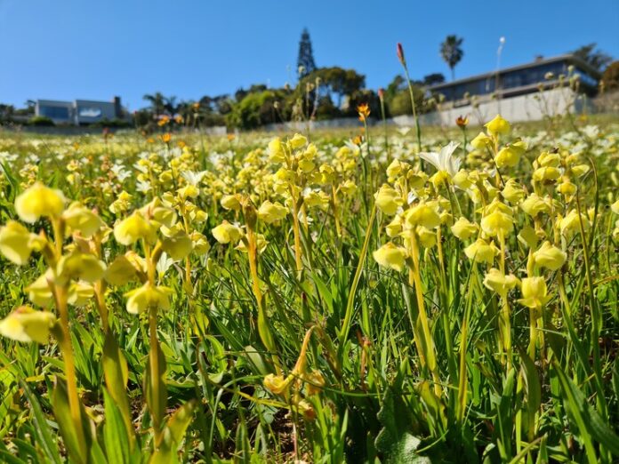 Wildflowers in Lincoln Park, Cape Town. Delaying the mowing season in the city’s parks is a boost for biodiversity, says the author. Photo: Rupert Koopman