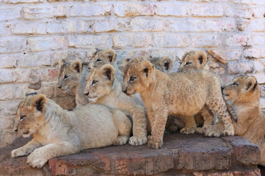 SA set to phase out commercial captive lion breeding industry