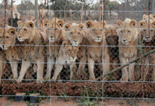 SA on the brink of phasing out the commercial captive lion breeding industry