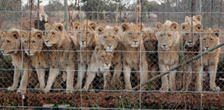 SA on the brink of phasing out the commercial captive lion breeding industry
