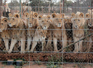 SA on the brink of phasing out the commercial captive lion breeding industry