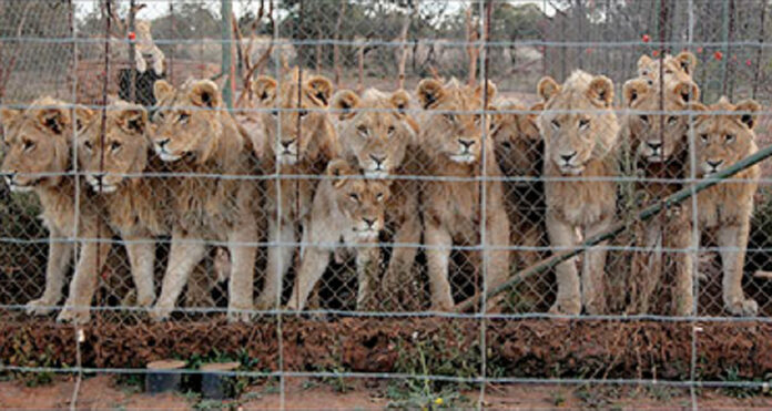 Credit-Blood-Lions SA on the brink of phasing out the commercial captive lion breeding industry