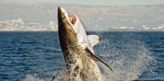 Orca Whales Kill Ninth Great White Shark in South Africa