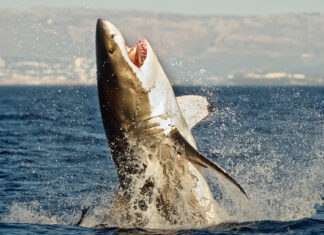 Orca Whales Kill Ninth Great White Shark in South Africa