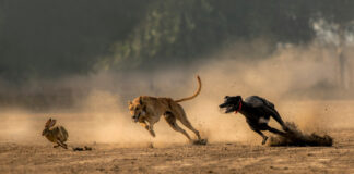 9 Hunters Arrested and 32 Greyhounds Confiscated
