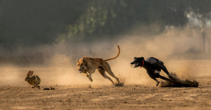Greyhound-dogs-iStock-953036930 9 Hunters Arrested and 32 Greyhounds Confiscated