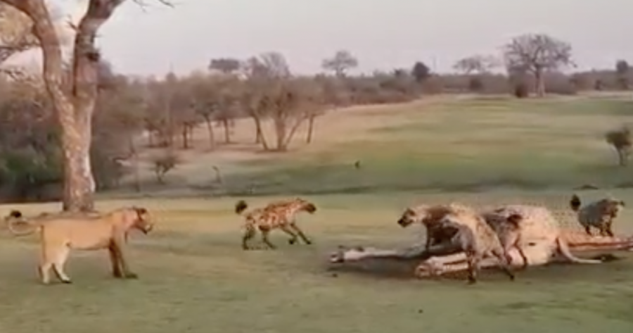 Lioness tries to fight back against a pack of hyenas stealing its kill at Skukuza Golf Club in the Kruger National Park, South Africa, - dubbed the world’s wildest golf club