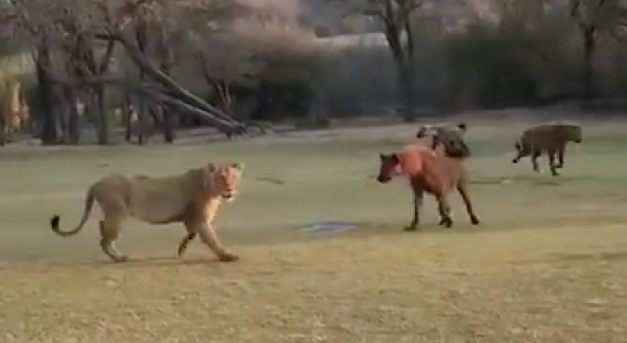 One of the two lionesses makes a second attempt to recover the kill but is again driven off by hyenas: PHOTO CREDIT: Skukuza Golf Club/Jamie Pyatt News Ltd