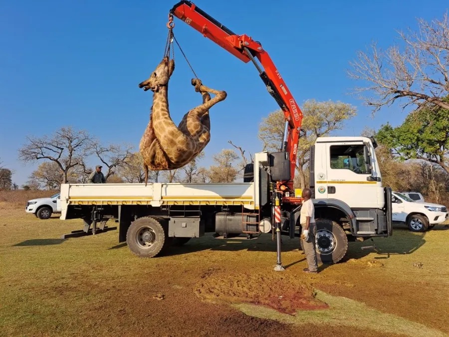 Eventually a low-loader is call in to ungraciously lift the dead partially eaten giraffe by ropes tied to its neck and legs from the 3rdgreen onto a the flat-bed rear to be disposed of: PHOTO CAPITON:Skukuza Golf Club/Jamie Pyatt News Ltd