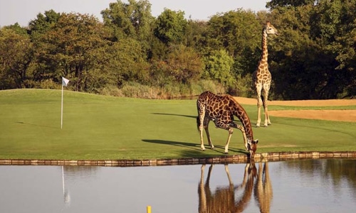 Two giraffes chill out on a hole at the Skukuza Golf Club: PHOTO CREDIT: Orionhotels.co.za